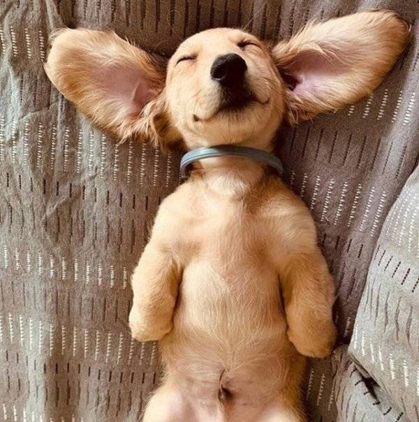 longlivinganimals2_022