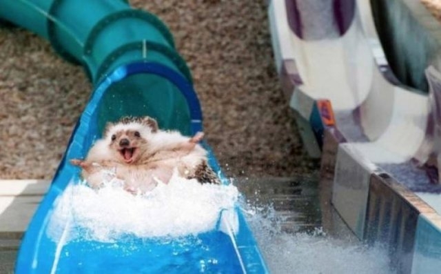 longlivinganimals2_024