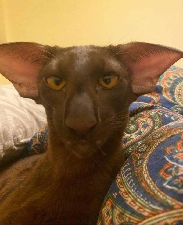 longlivinganimals2_026