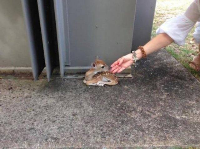 longlivinganimals2_032