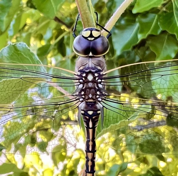 opticalillusions7_006