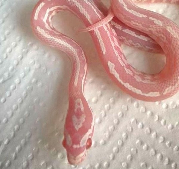 opticalillusions7_010