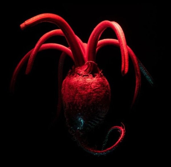 opticalillusions7_015