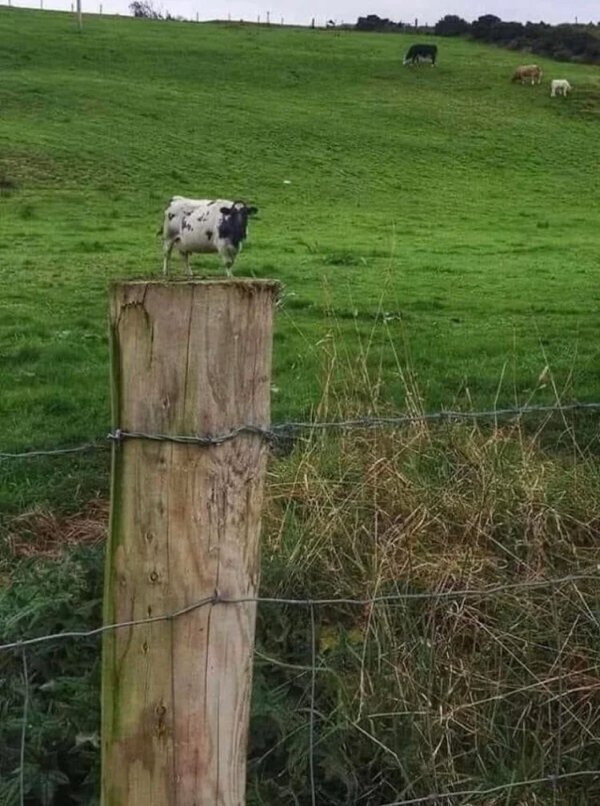 opticalillusions7_027