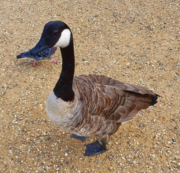 opticalillusions8_008