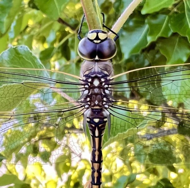 opticalillusions8_015