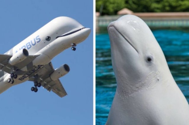 opticalillusions8_020