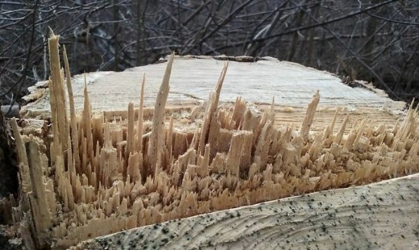 randompics899_064