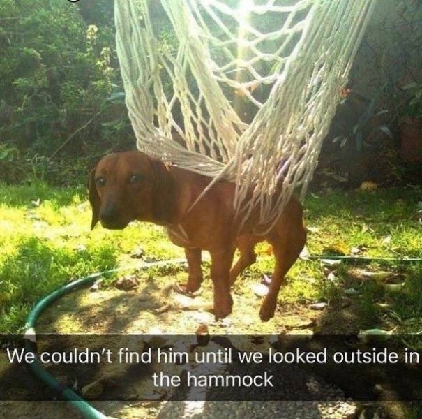 animalmemes3_005