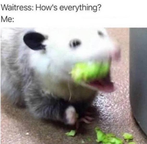 animalmemes3_006