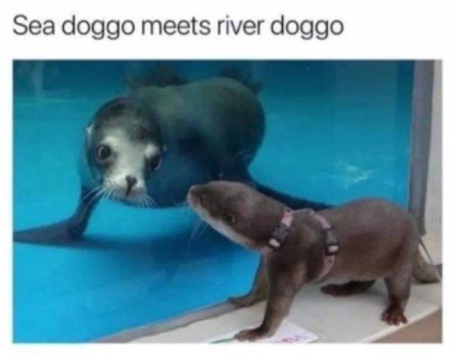 animalmemes3_012