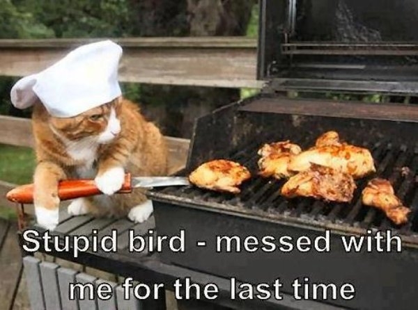 bbqmemes_026