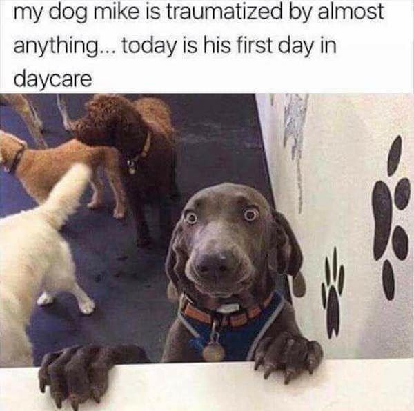 dogmemes5_009
