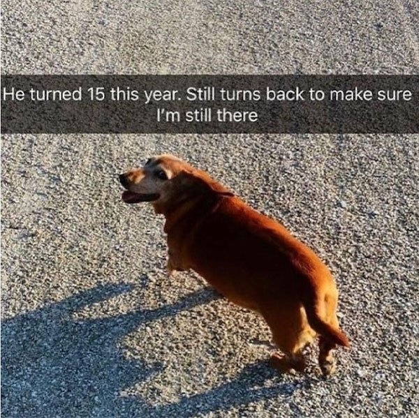 dogmemes5_011