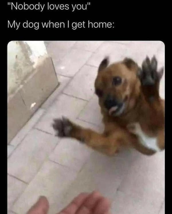 dogmemes5_012