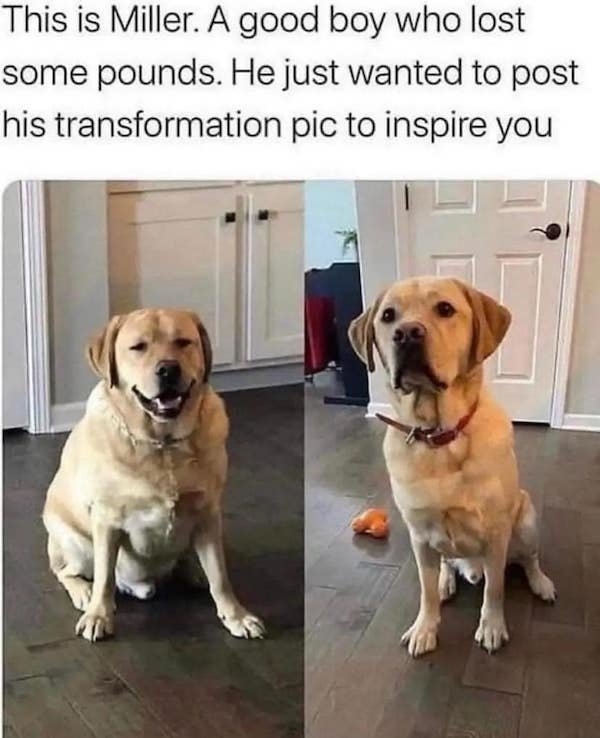 dogmemes5_014