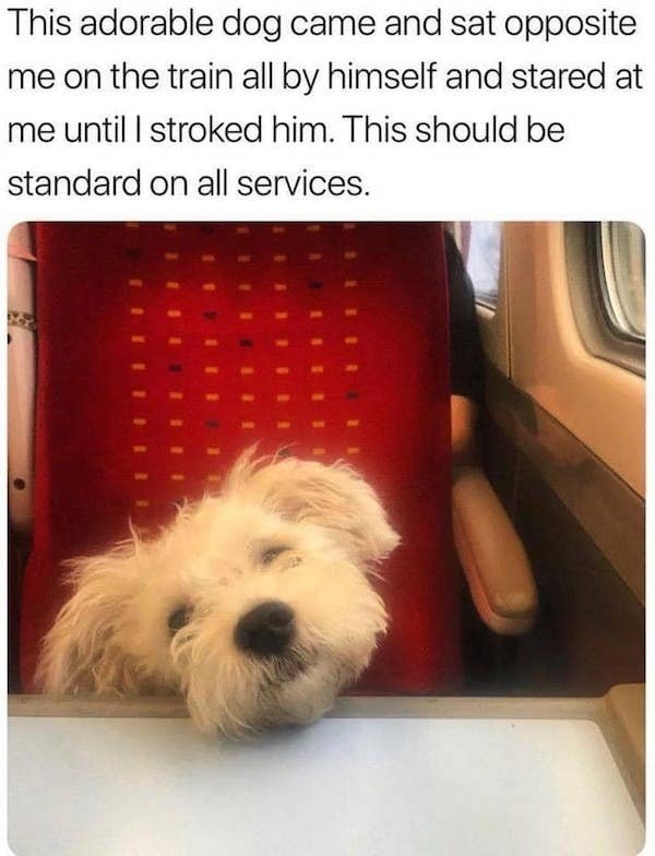 dogmemes5_018