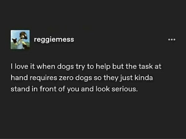 dogmemes5_020