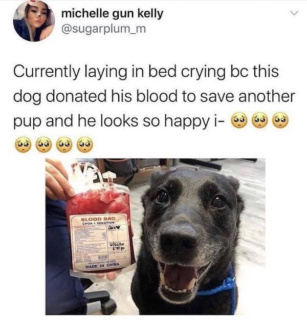 dogmemes5_028