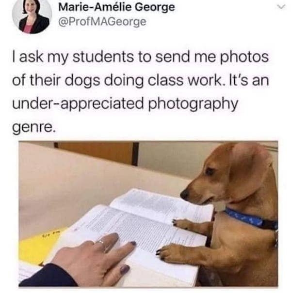 dogmemes5_029