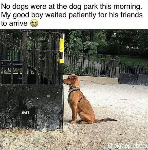 dogmemes5_030