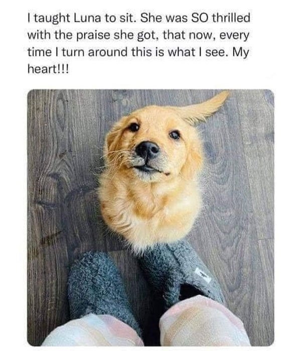 dogmemes5_031