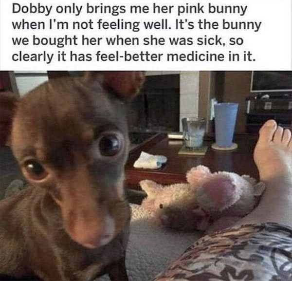 dogmemes5_033