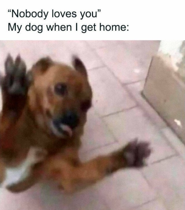 dogmemes5_035
