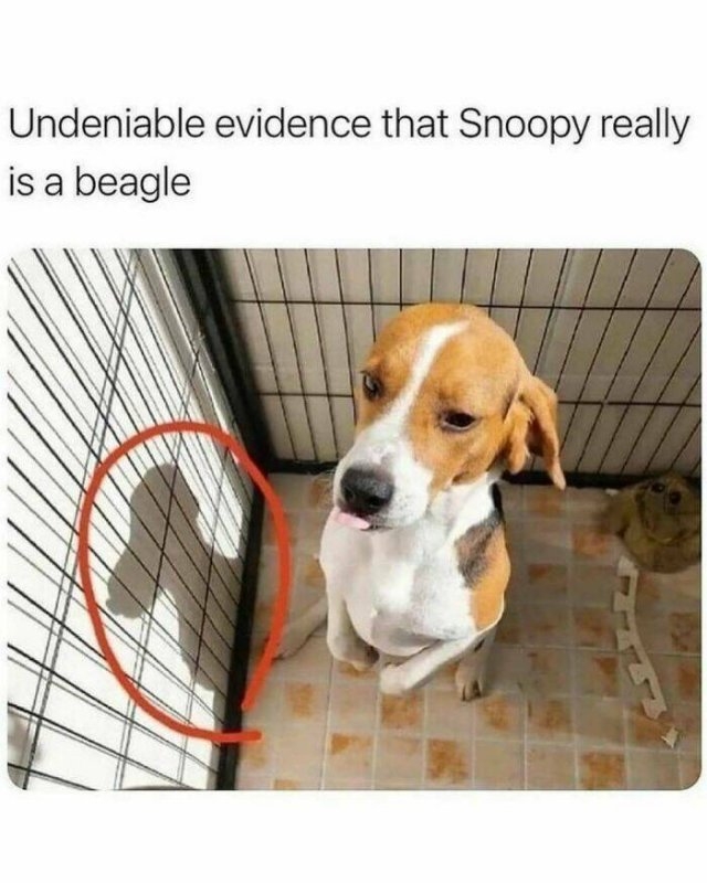 dogmemes5_037