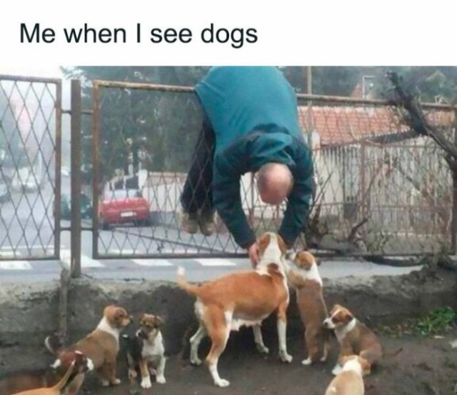 dogmemes5_040