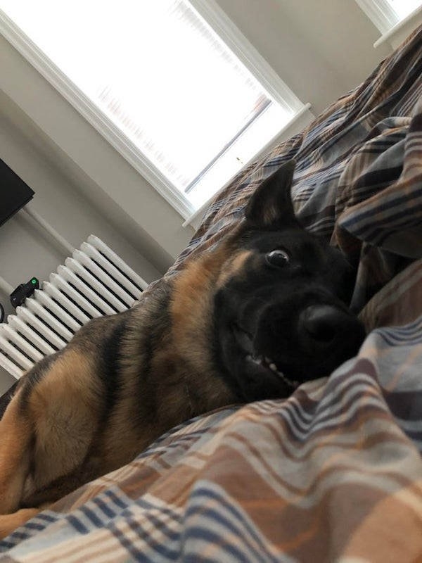dogs29_001