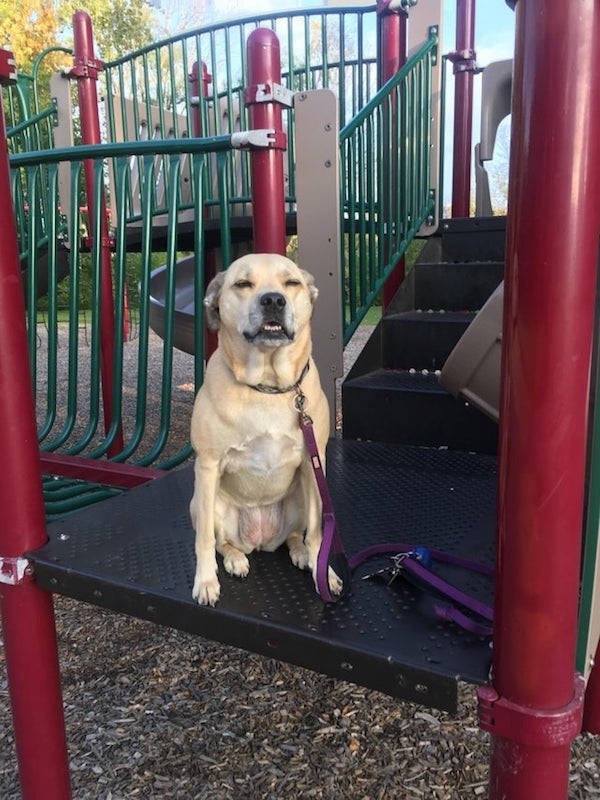 dogs29_002