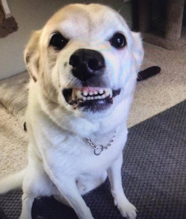 dogs29_004