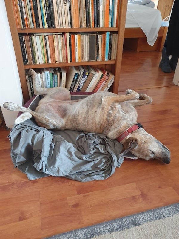 dogs29_005