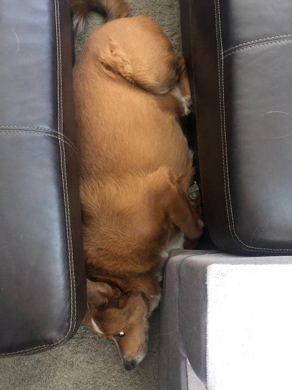 dogs29_007