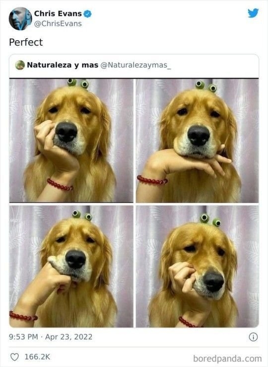 dogs29_008