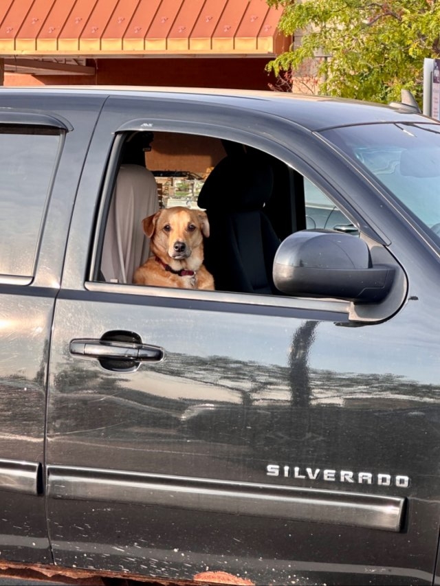 dogs29_011