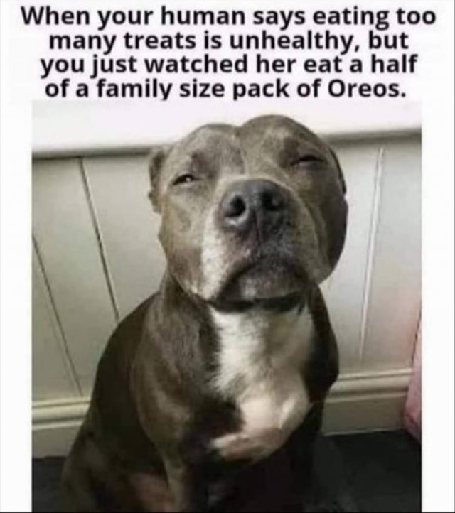 dogs29_013