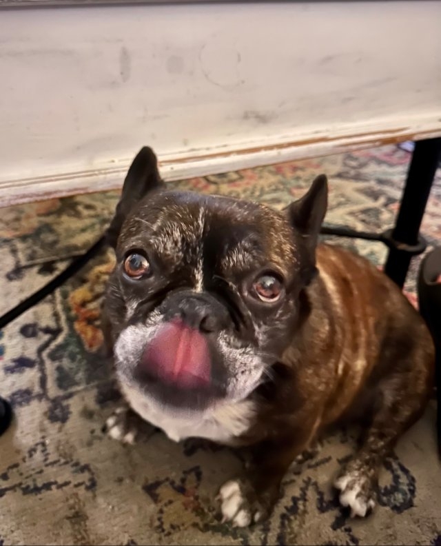 dogs29_016