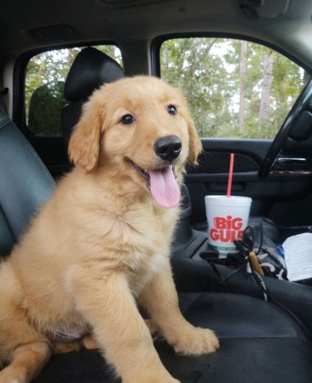 dogs29_017