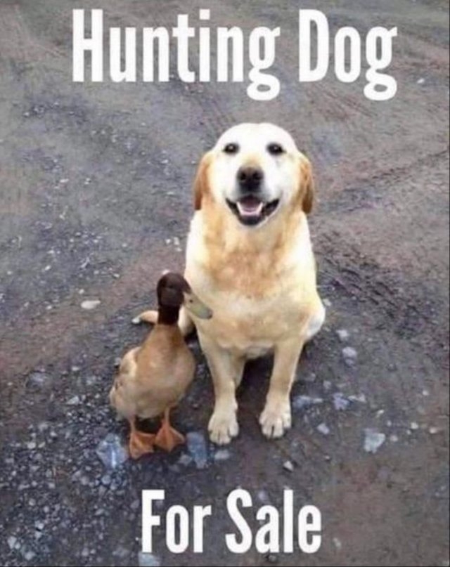 dogs29_018