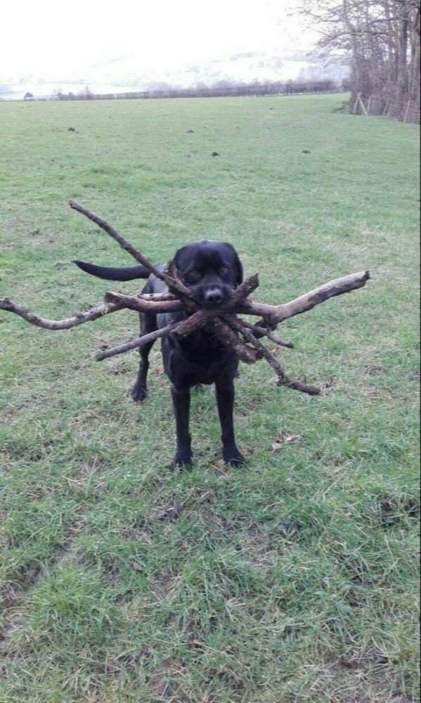 dogs29_019