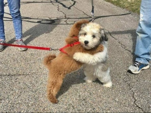 dogs29_025