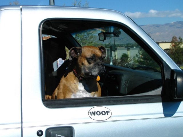 dogs29_026