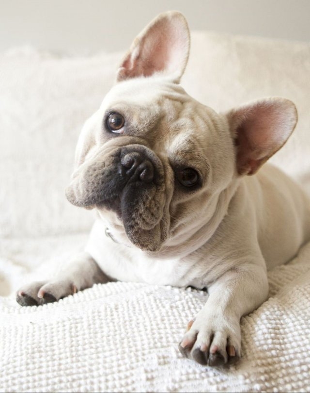 dogs29_027