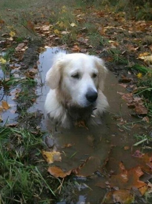 dogs29_034
