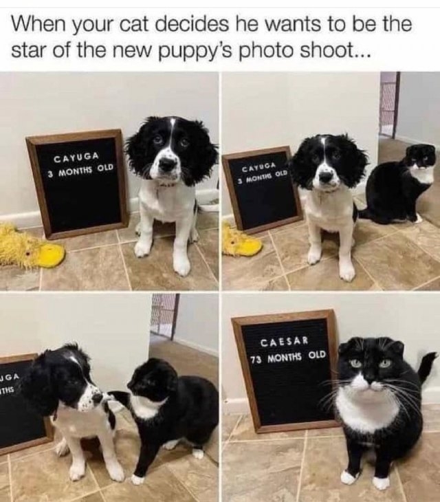 dogs29_035