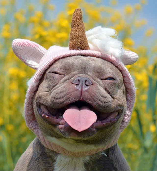 dogs29_037