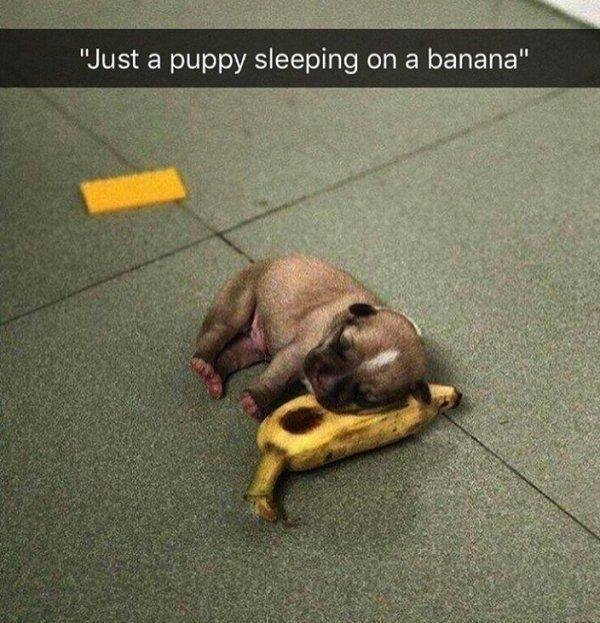 funnyanimals100_030