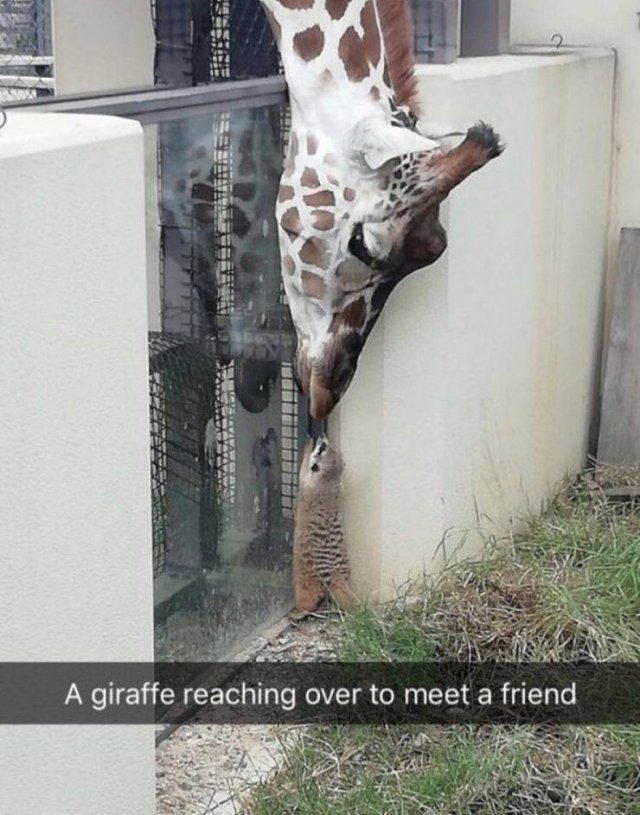 funnyanimals101_022